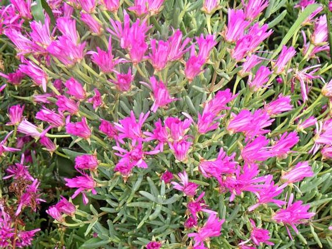 Lampranthus multiradiatus