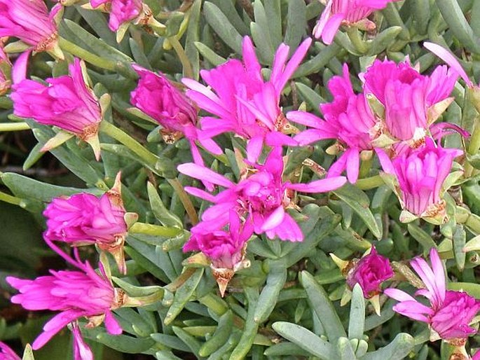 LAMPRANTHUS MULTIRADIATUS (Jacq.) N. E. Br.