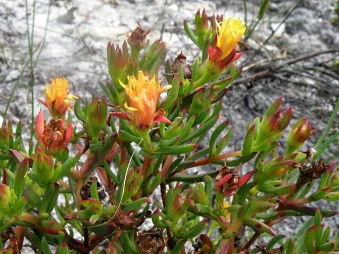 LAMPRANTHUS PROMONTORII (L. Bolus) N. E. Br.