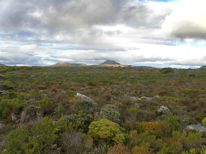 Lampranthus promontorii