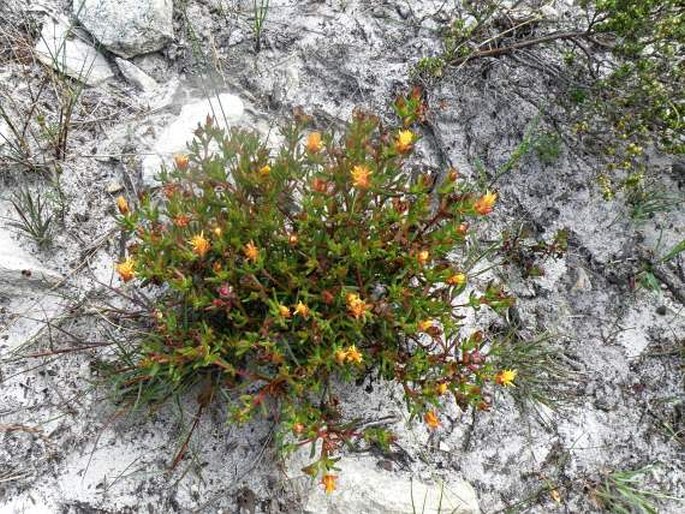 Lampranthus promontorii