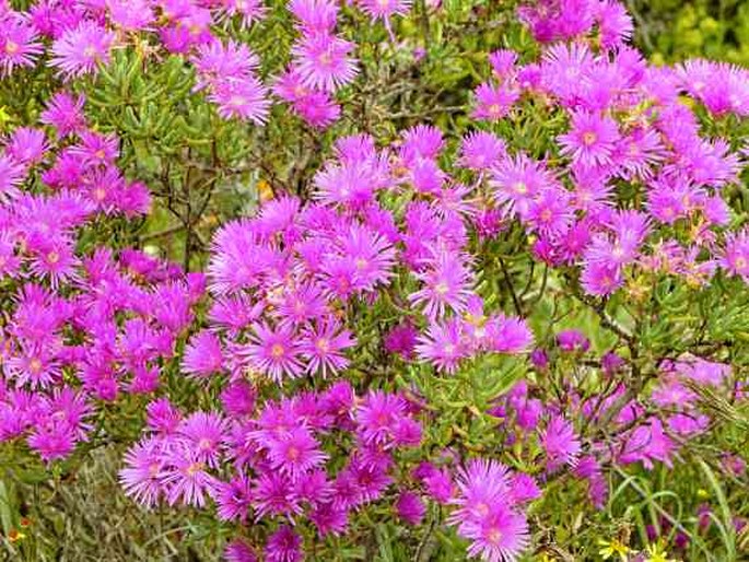 Lampranthus vernalis