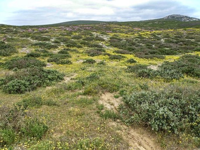 Lampranthus vernalis