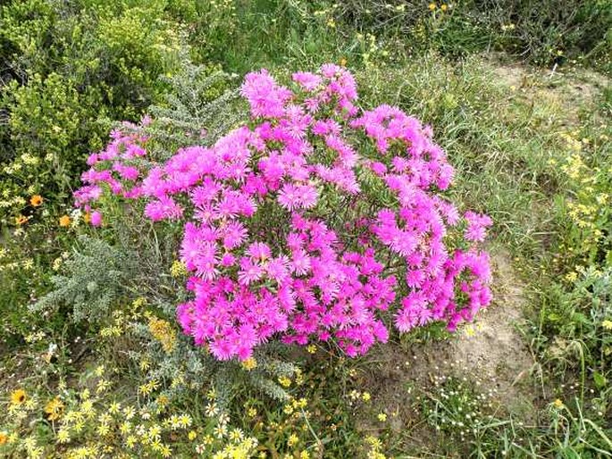 Lampranthus vernalis