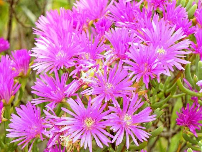 LAMPRANTHUS VERNALIS (L. Bolus) L. Bolus