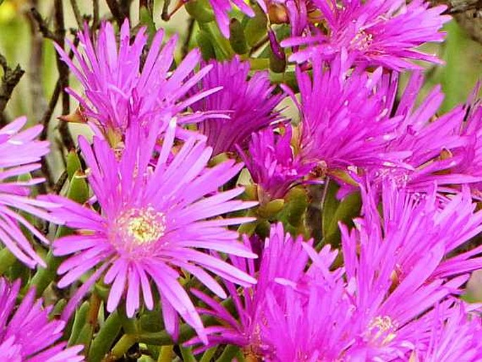 Lampranthus vernalis