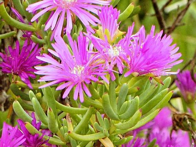 Lampranthus vernalis