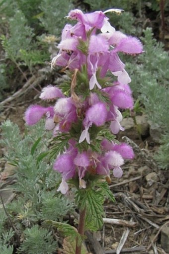 Lamium multifidum