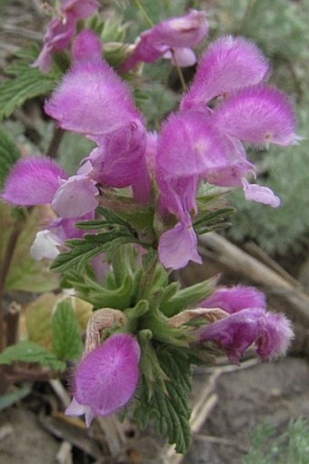 Lamium multifidum