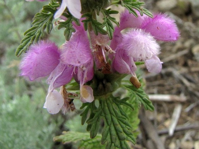 Lamium multifidum