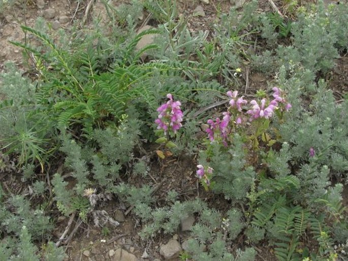 Lamium multifidum