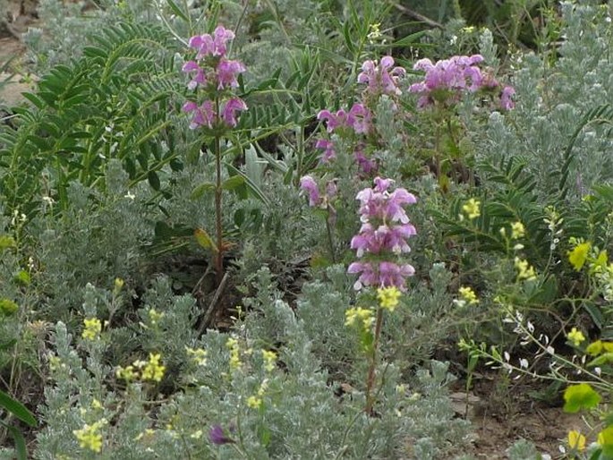 Lamium multifidum