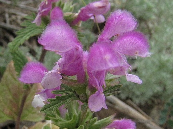 LAMIUM MULTIFIDUM L.