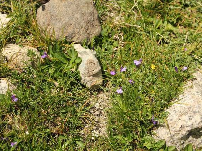 Lancea tibetica