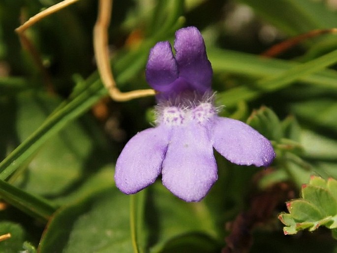 Lancea tibetica