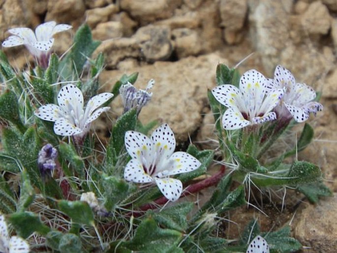 LANGLOISIA SETOSISSIMA subsp. PUNCTATA (Coville) S. Timbrook