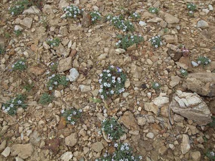 Langloisia setosissima subsp. punctata