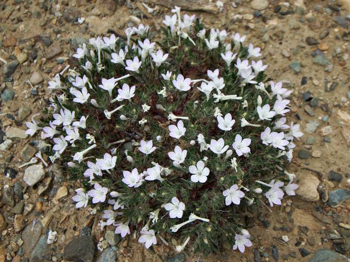 Langloisia setosissima subsp. punctata