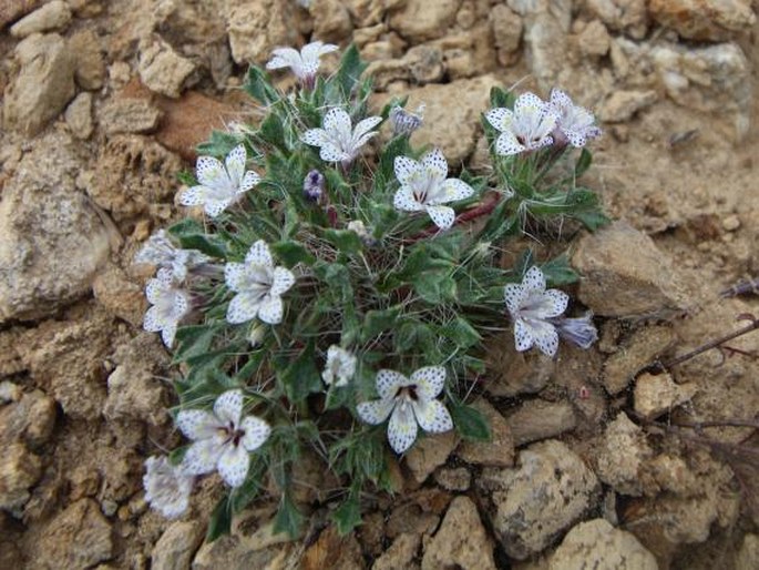 Langloisia setosissima subsp. punctata