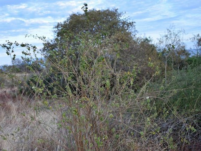 Lantana peduncularis