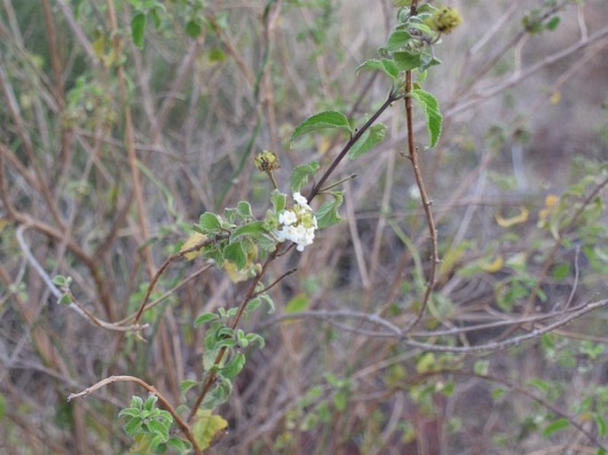 Lantana peduncularis