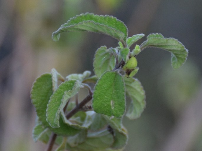 Lantana peduncularis