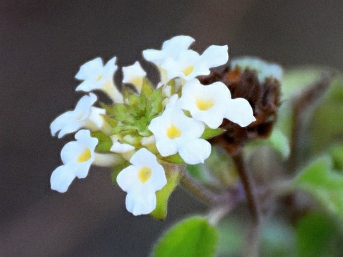 Lantana peduncularis