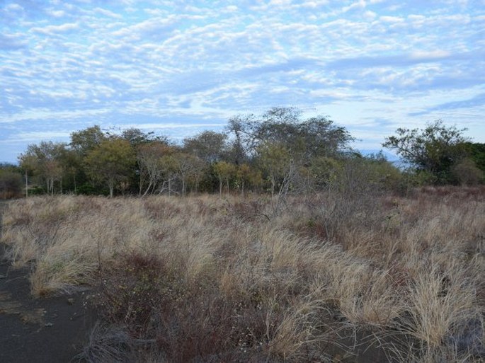 Lantana peduncularis