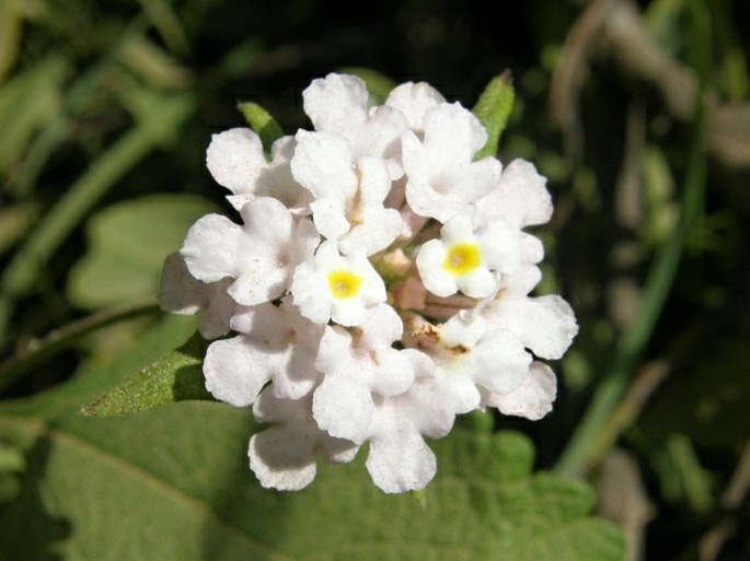 LANTANA VIBURNOIDES (Forssk.) Vahl - lantána