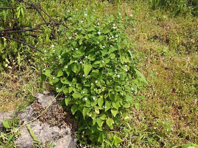 Lantana viburnoides