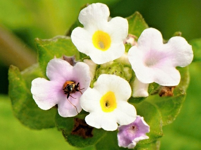 Lantana viburnoides