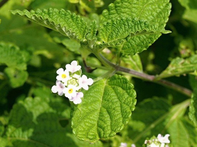 Lantana viburnoides