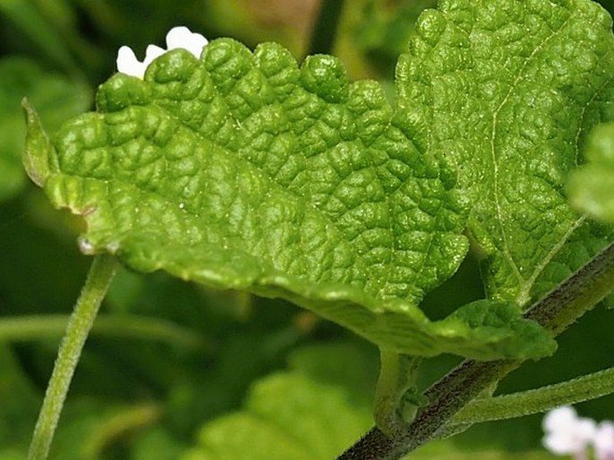 Lantana viburnoides