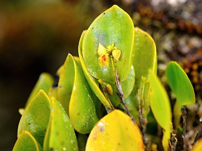 LEPANTHES HELLERI D. A. Hawkes