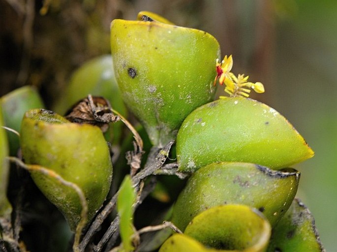 Lepanthes helleri