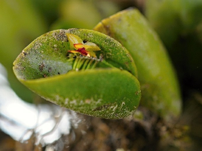 Lepanthes helleri