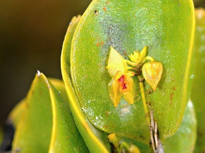 Lepanthes helleri