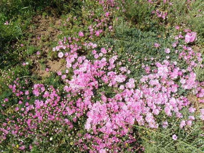 Lampranthus debilis