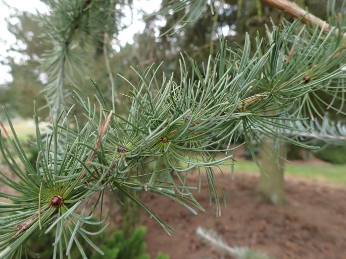 Larix kaempferi