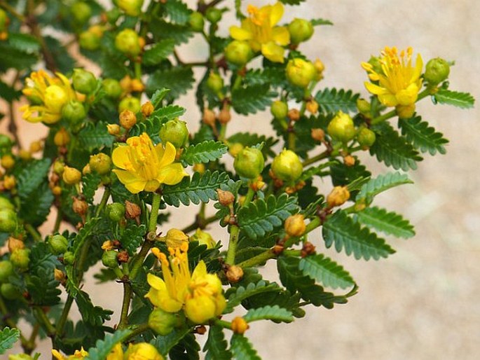 Larrea nitida