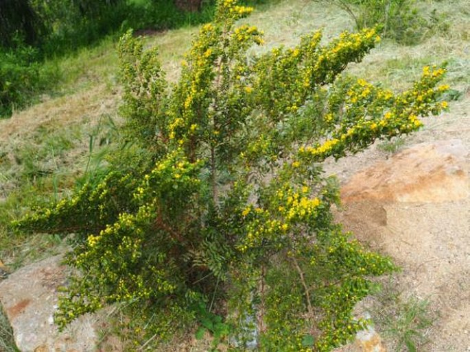 Larrea nitida