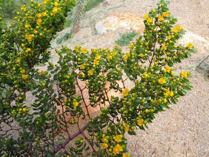 Larrea nitida