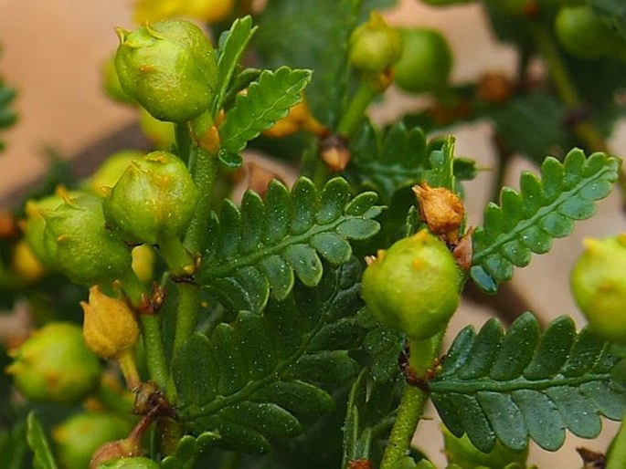 Larrea nitida