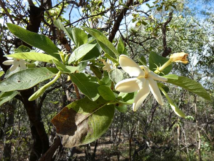 Larsenaikia ochreata