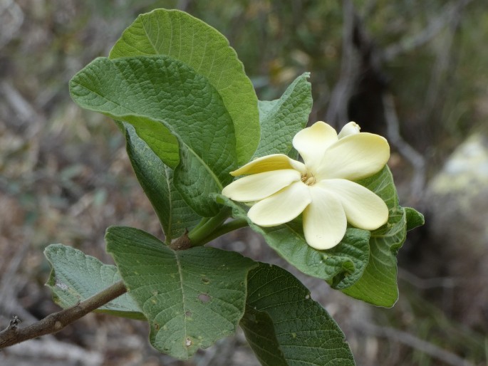 Larsenaikia ochreata