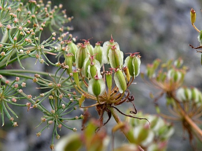 Laserpitium archangelica