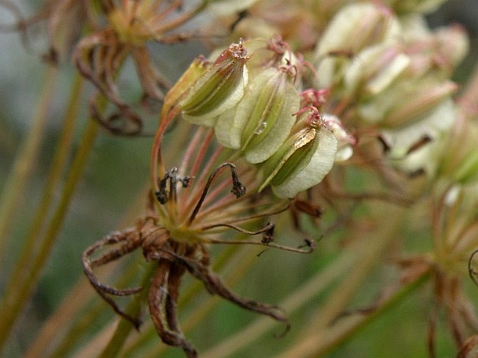 Laserpitium archangelica