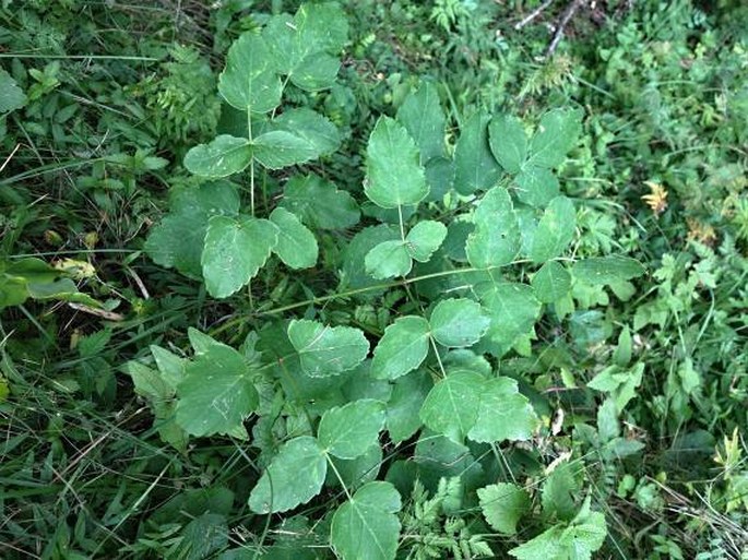 Laserpitium krapfii subsp. gaudinii