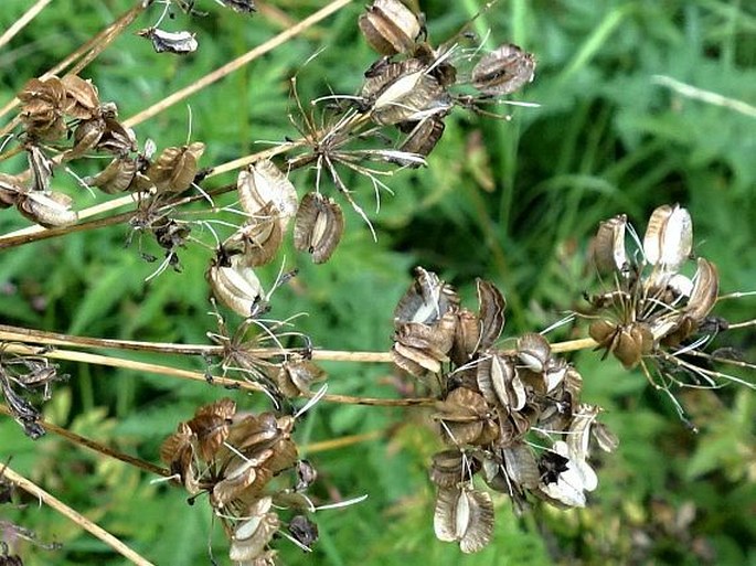 Laserpitium krapfii subsp. gaudinii