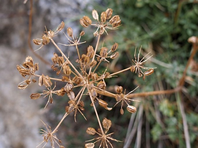 LASERPITIUM SILER subsp. SICULUM (Spreng.) Santang. et al. - hladýš / lazerník